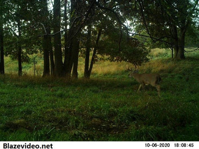 7 Tips to make better Placement for Trail / Game Camera - Blazevideo.net